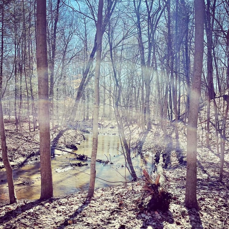 Toxic Tuesday & Trees